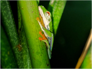Red Eyed Frog.  John Stevens.