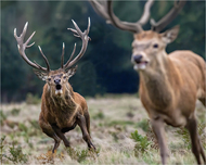 Chasing off the opposition.  David Chiverton APAGB