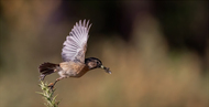 Female Stonechat off to feed its young.  David Chiverton APAGB