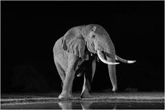 African Elephant. Jean Parry CPAGB