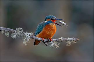 Kingfisher tossing catch.  David Chiverton APAGB