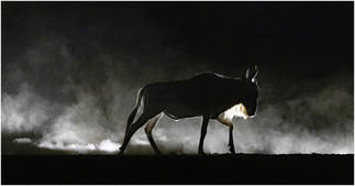 Silhouette of a Wildebeest. Jean Parry CPAGB