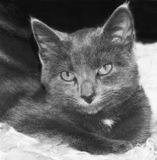 Kit Kat. Lis Woodham.