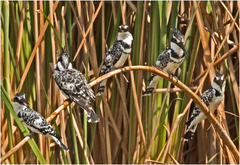 Sam Samuel - Pied Kingfishers