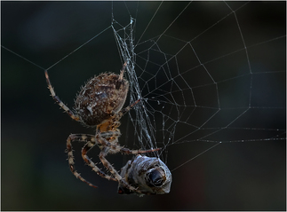 Spider cocoons its prey.  Steve Woolven CPAGB