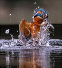 David Chiverton APAGB - Kingfisher emerging with catch